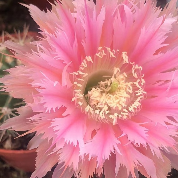 凤羽24号4公分侧芽