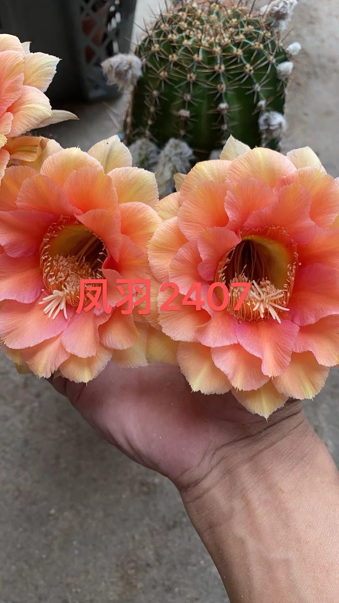 凤羽2407号3-4公分侧芽