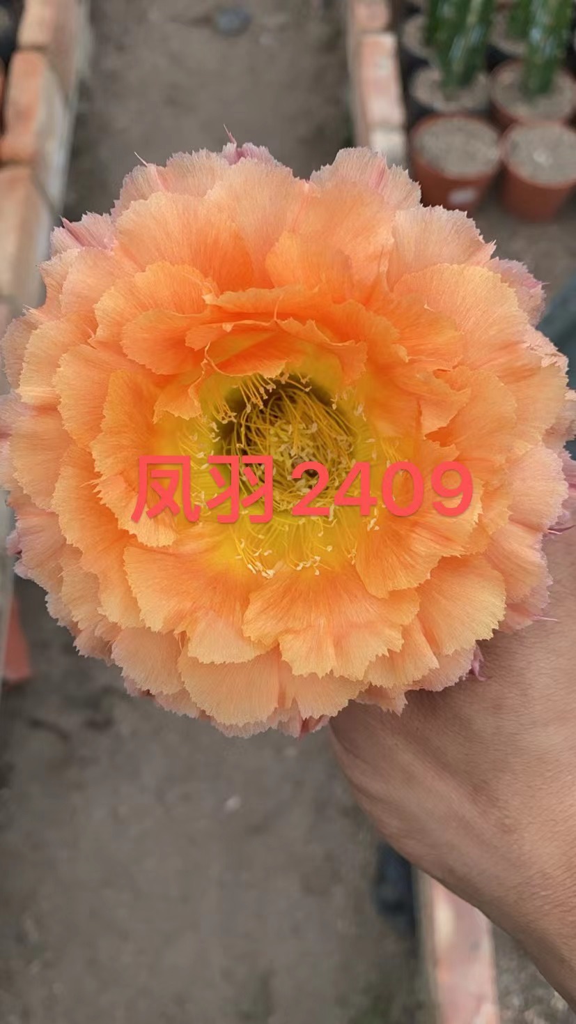凤羽2409号3-4公分侧芽