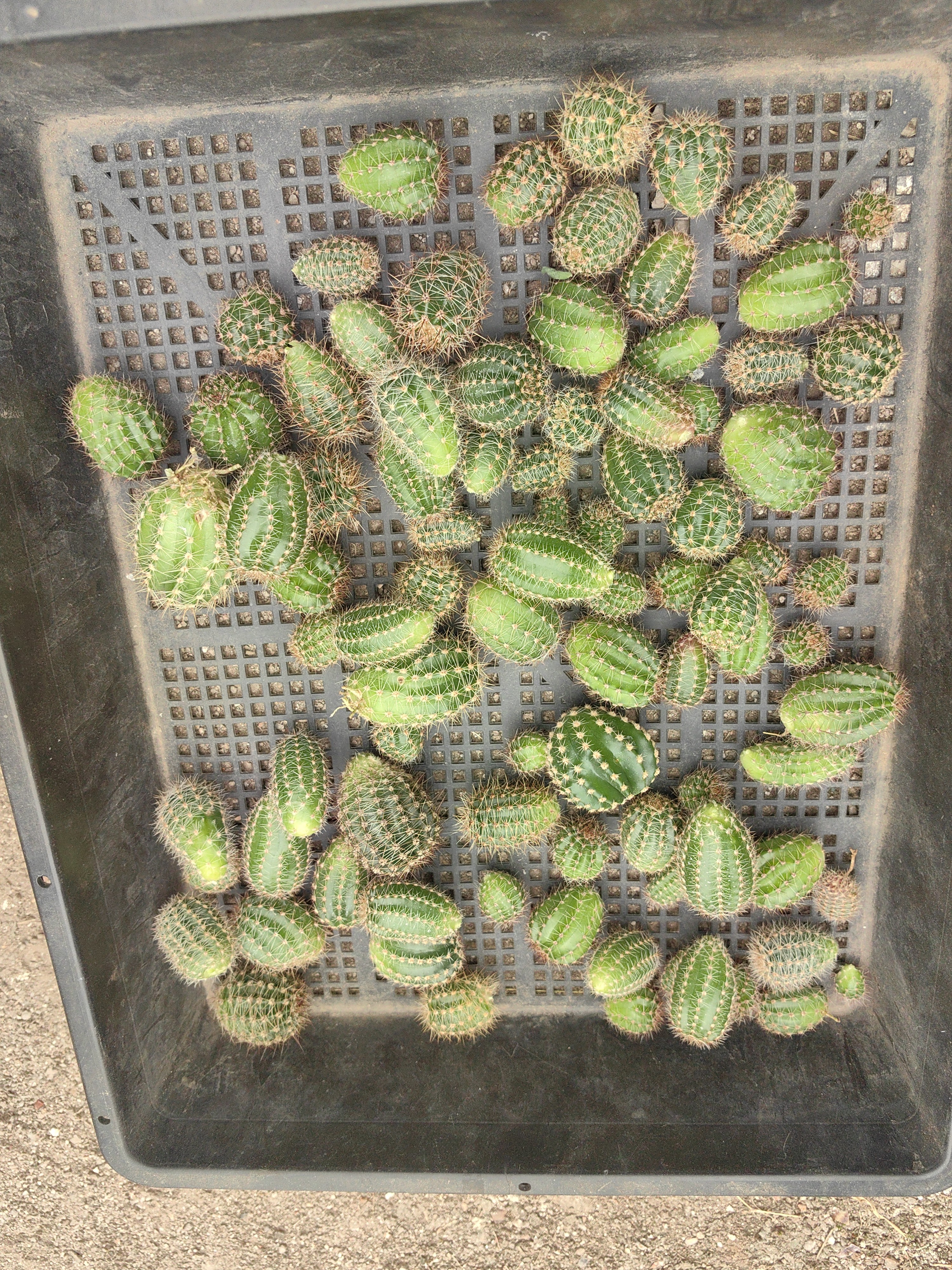 凤羽系列小侧芽不规则盲拍款