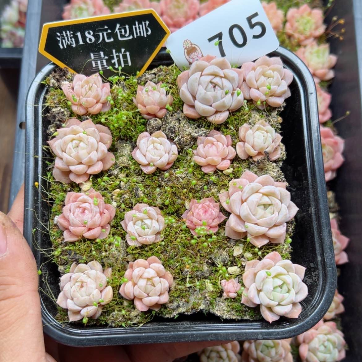 【闪购商品】多肉植物