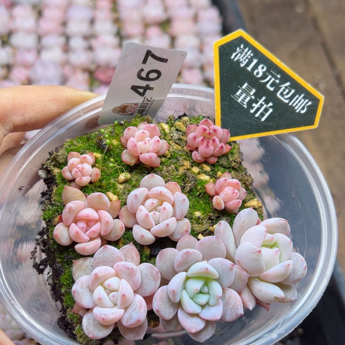 【闪购商品】多肉植物