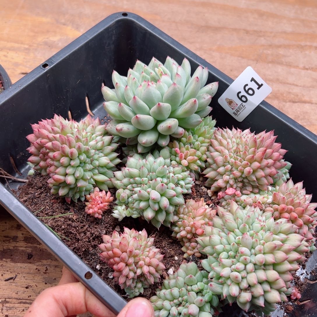 一***爱多肉植物多肉植物