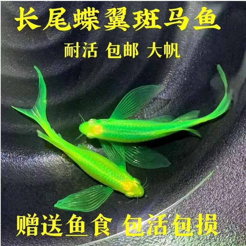 高品绿翡翠蝶翼长尾斑马鱼大帆长鳍蝶翼斑马鱼淡水好养观赏鱼饲养