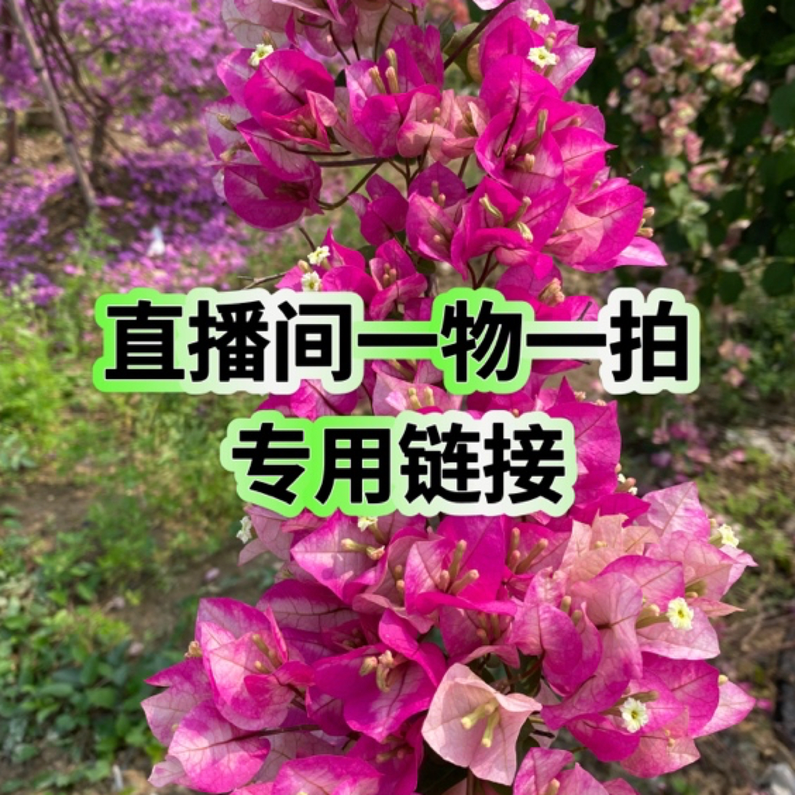 三角梅直播间一物一拍链接老桩上有微瑕舍利等都是正常介意勿拍