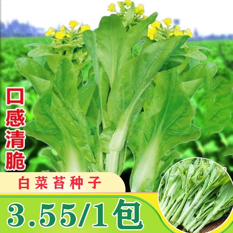 【白菜苔种子】四季可种阳台家庭种植脆嫩可口优质饱满播种发芽种菜