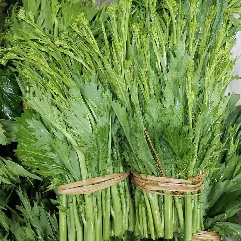 贵州农家新鲜蔬菜青菜苔荠菜冲鼻菜辣菜酸菜新鲜现摘现发500g包邮