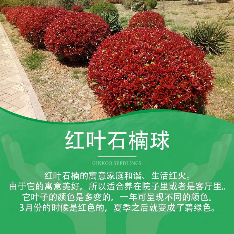 红叶石楠城市别墅庭院绿化绿植盆栽室内大棵精品发货室外美观