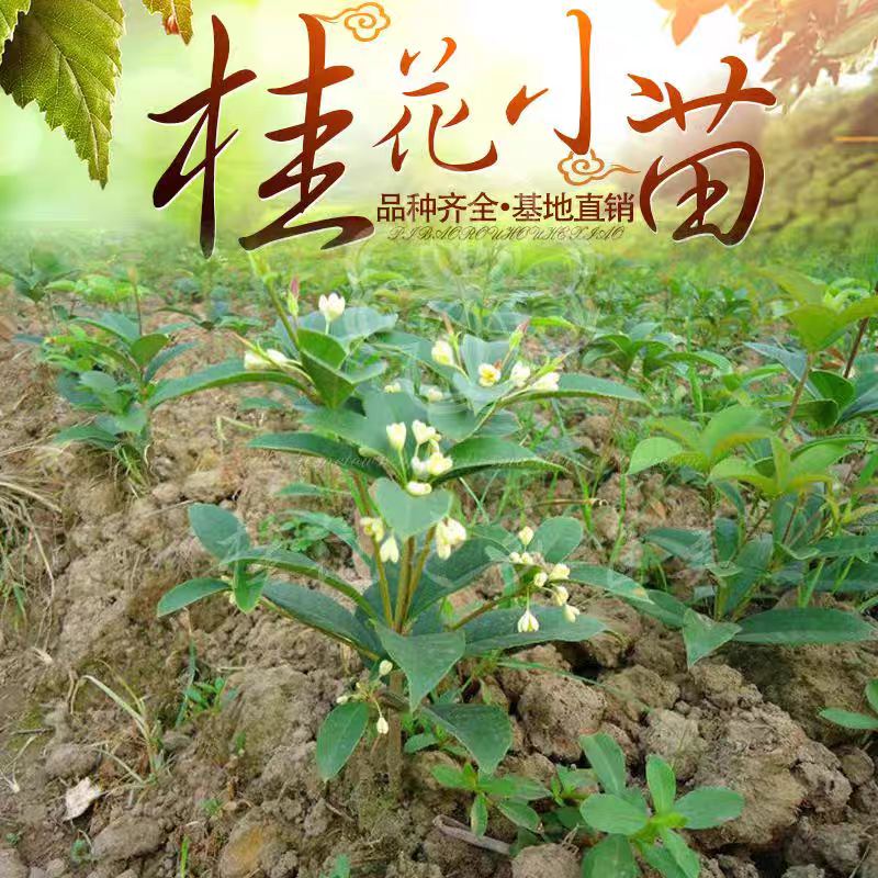 桂花树苗批发原生金桂丹桂血桂四季桂小苗