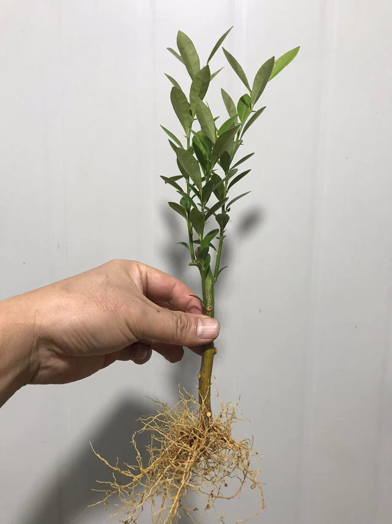 豆豆 雀梅老桩 栀子花 榔榆树 松类 桔类盆景 盆栽 地景 苗木花卉