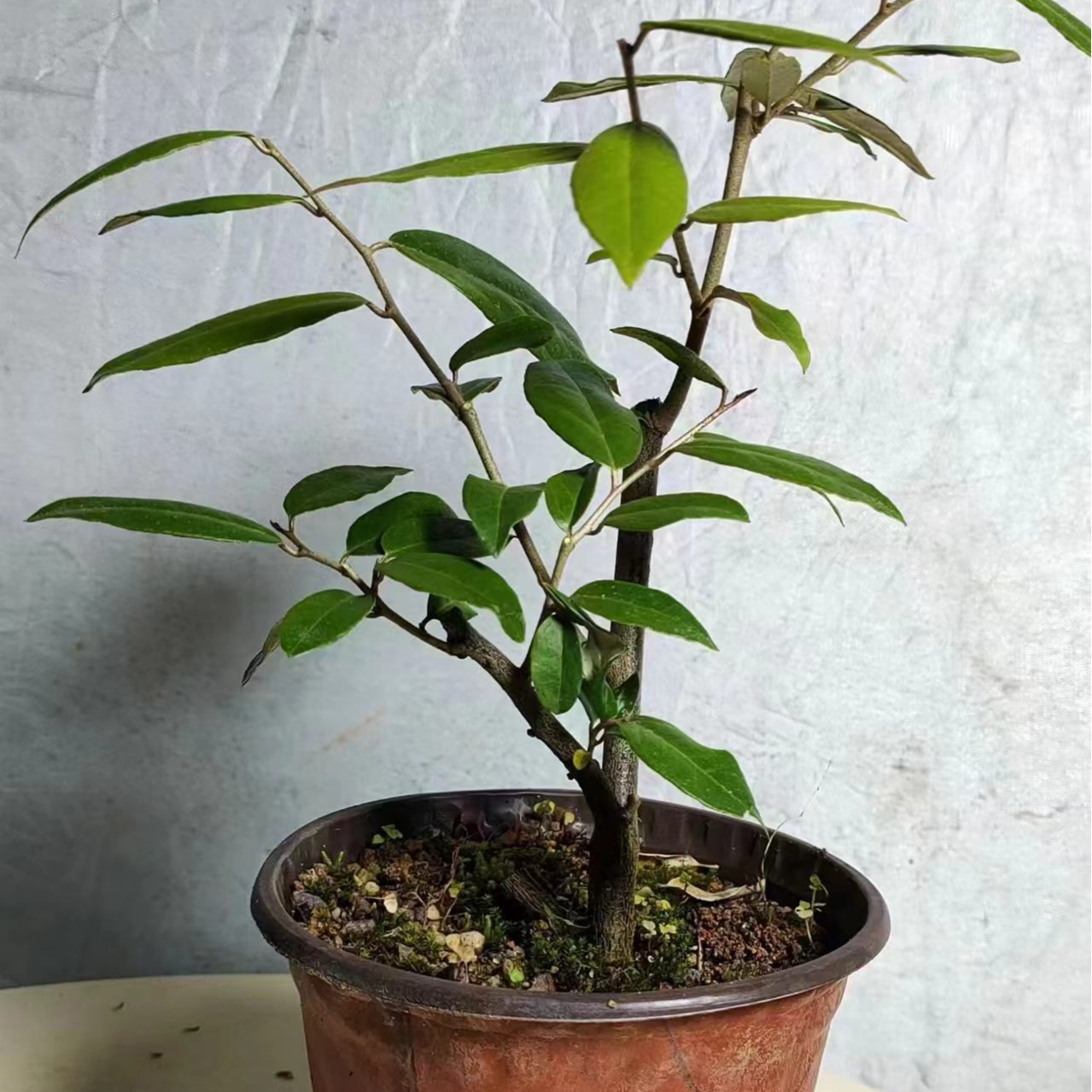  雀梅老桩 栀子花 榔榆树 松类 桔类盆景 盆栽 地景 苗木 花卉