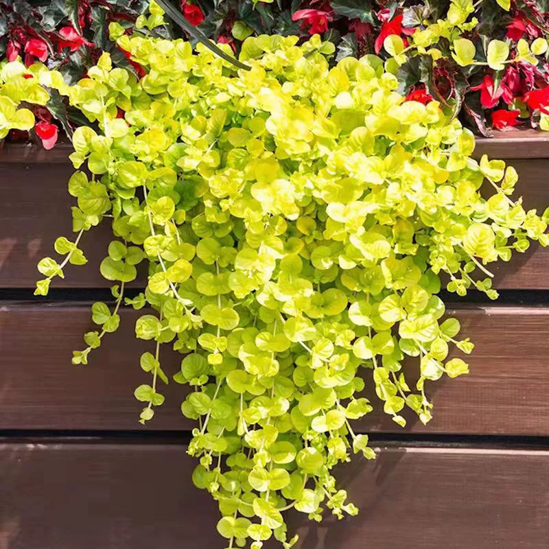 黄金串 吊兰盆栽 过路黄垂吊绿植多年生观叶植物常绿花卉阳台庭院