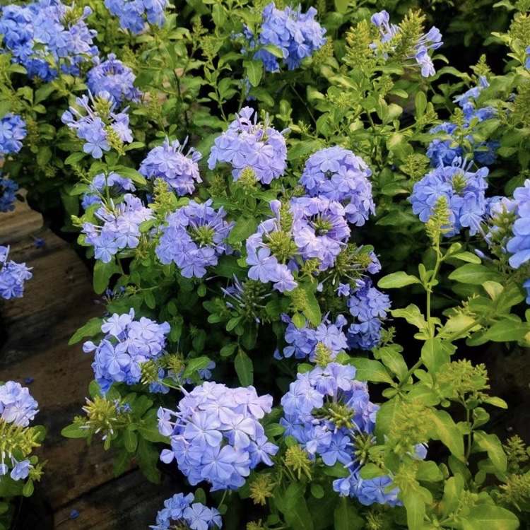 蓝雪花盆栽大苗耐晒阳台植物庭院花园爬藤耐寒花卉四季开花棒棒糖