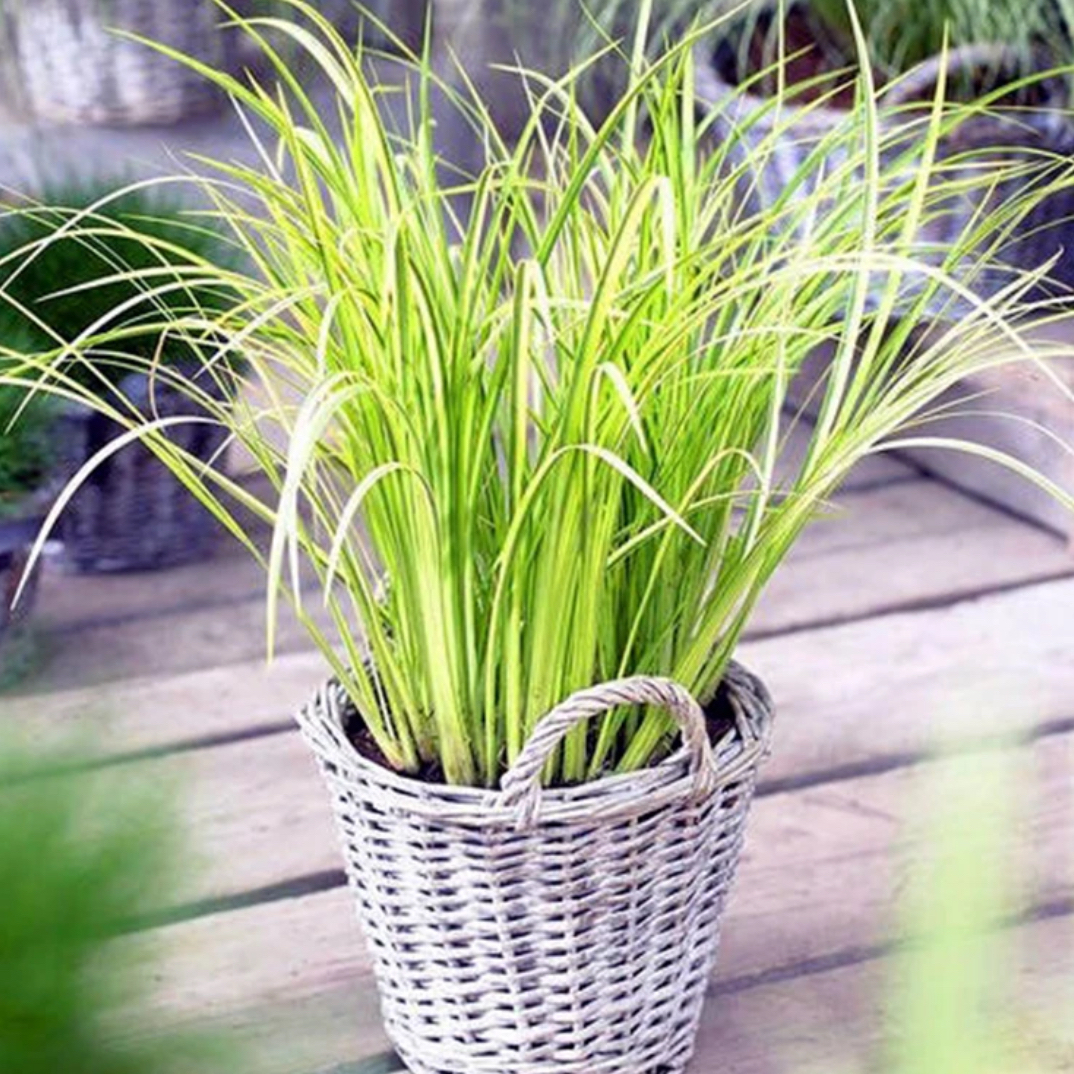 地被花镜植物金叶石菖蒲盆栽植物金叶绿植湿地水栽多年生好养
