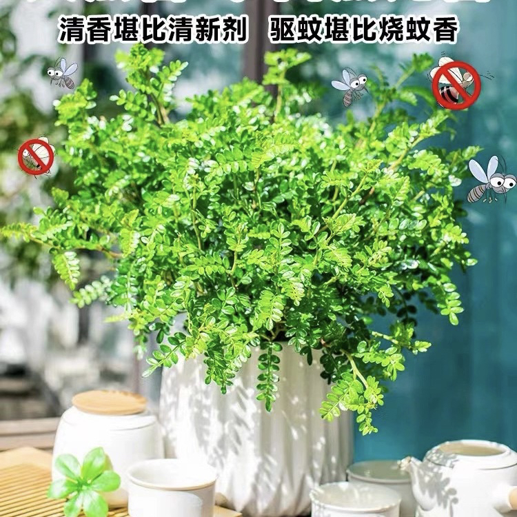 胡椒木盆栽可食用香叶植物室内庭院阳台清香型驱蚊草四季常绿植物