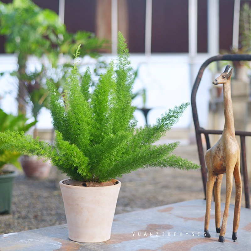 狐尾盆栽绿植庭院花园阳台植物四季春季常绿除甲醛观叶植物玉簪花