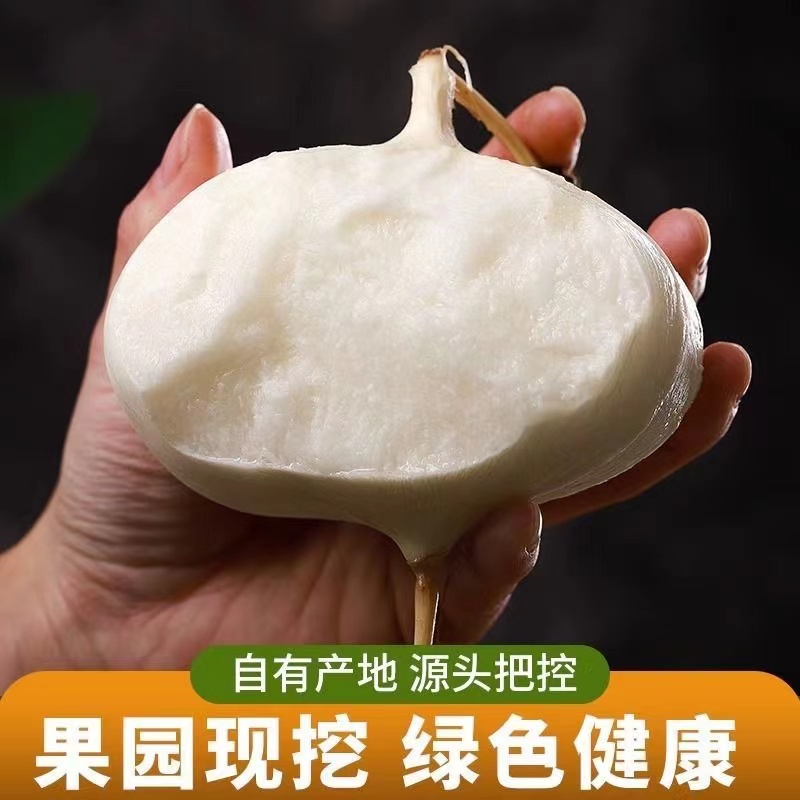 【甘甜可口】贵州现挖新鲜凉薯白地瓜脆甜多汁地萝卜葛薯3/5/8斤
