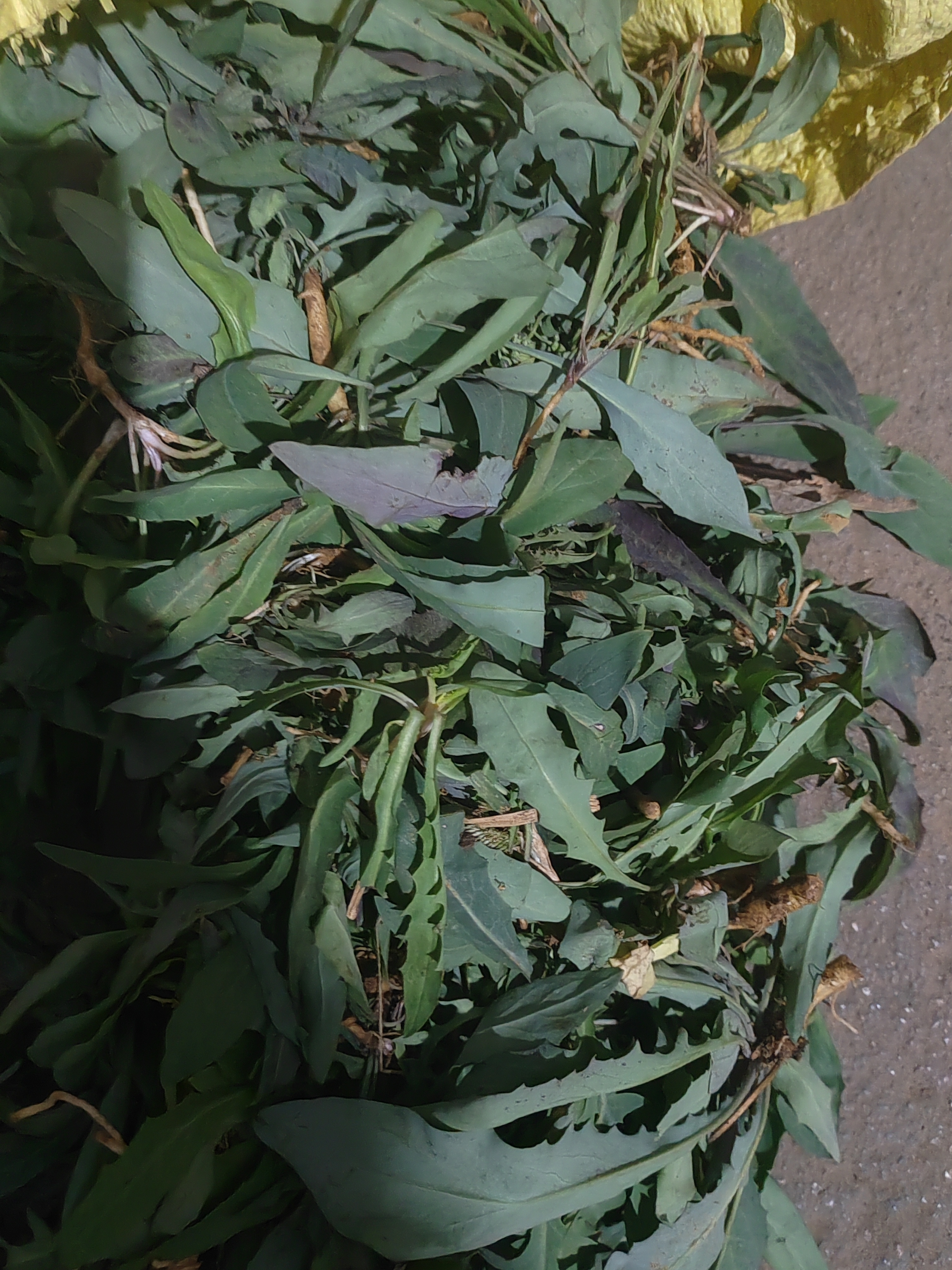 沂蒙山先挖先发苦菜子