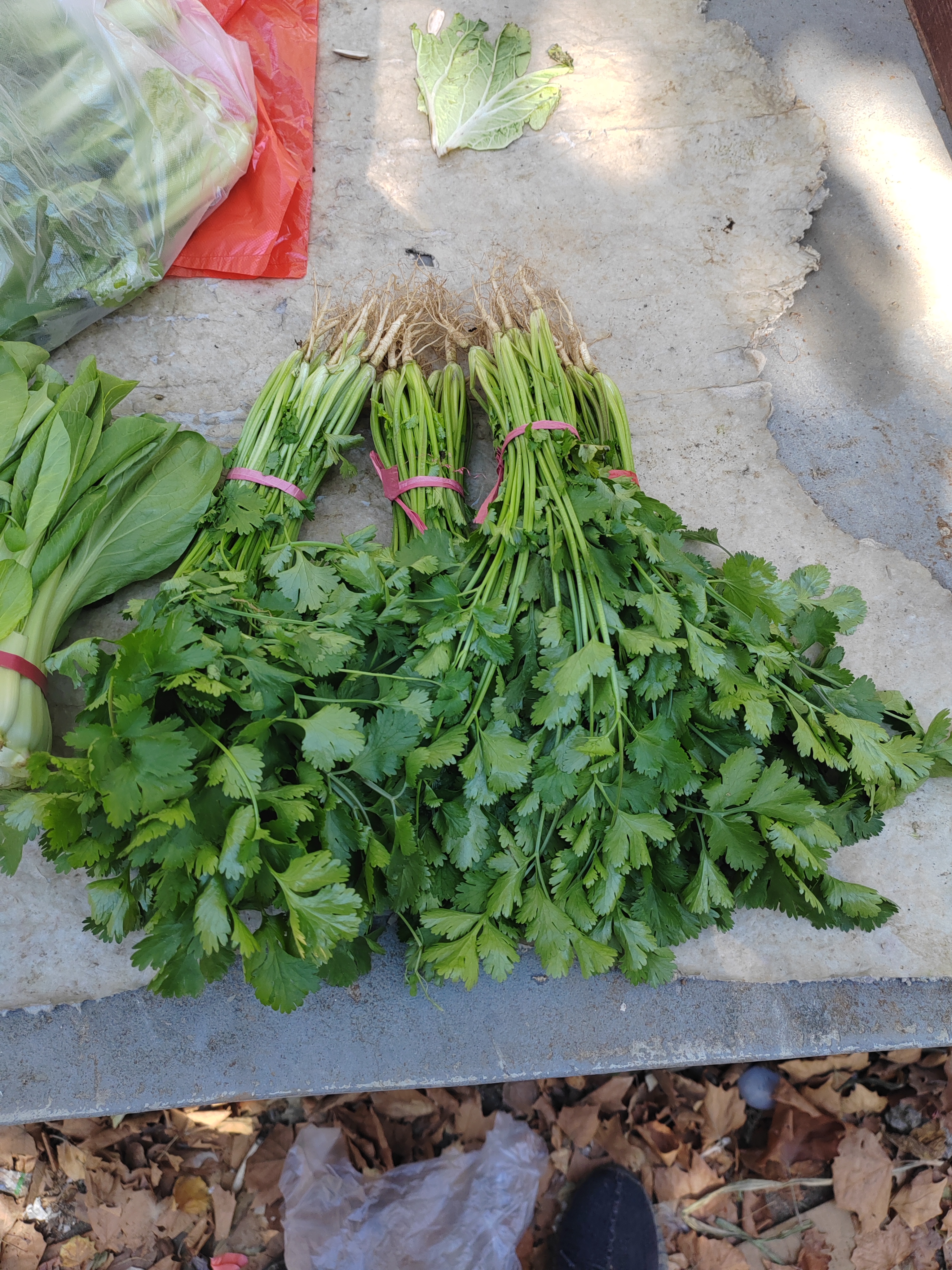 沂蒙山自己种的香菜