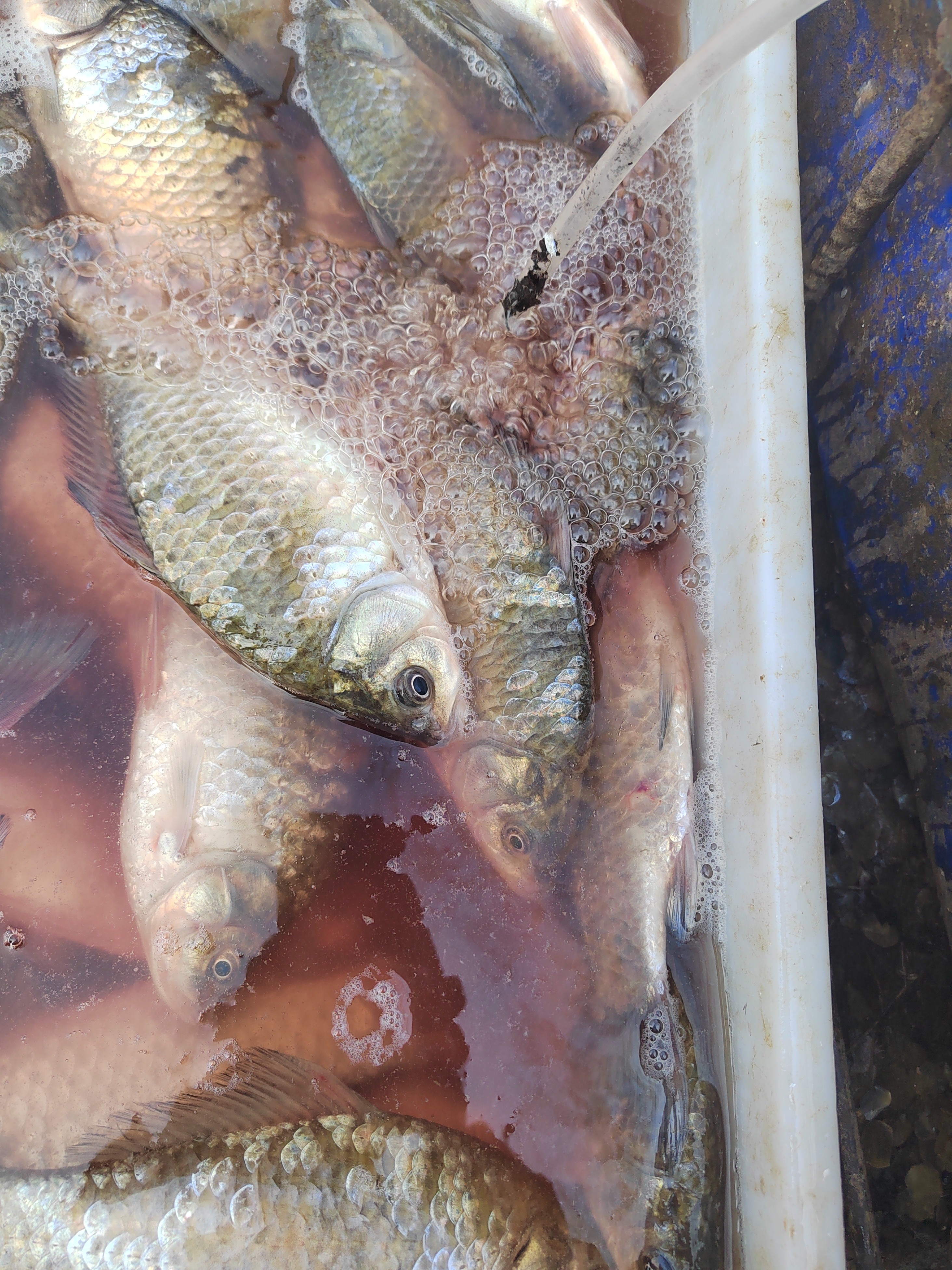 沂蒙山云蒙湖野生鲫鱼（螃蟹）