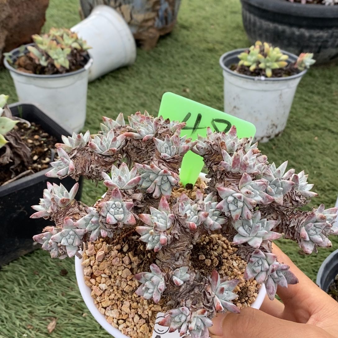 白菊哈哈哈哈哈哈哈