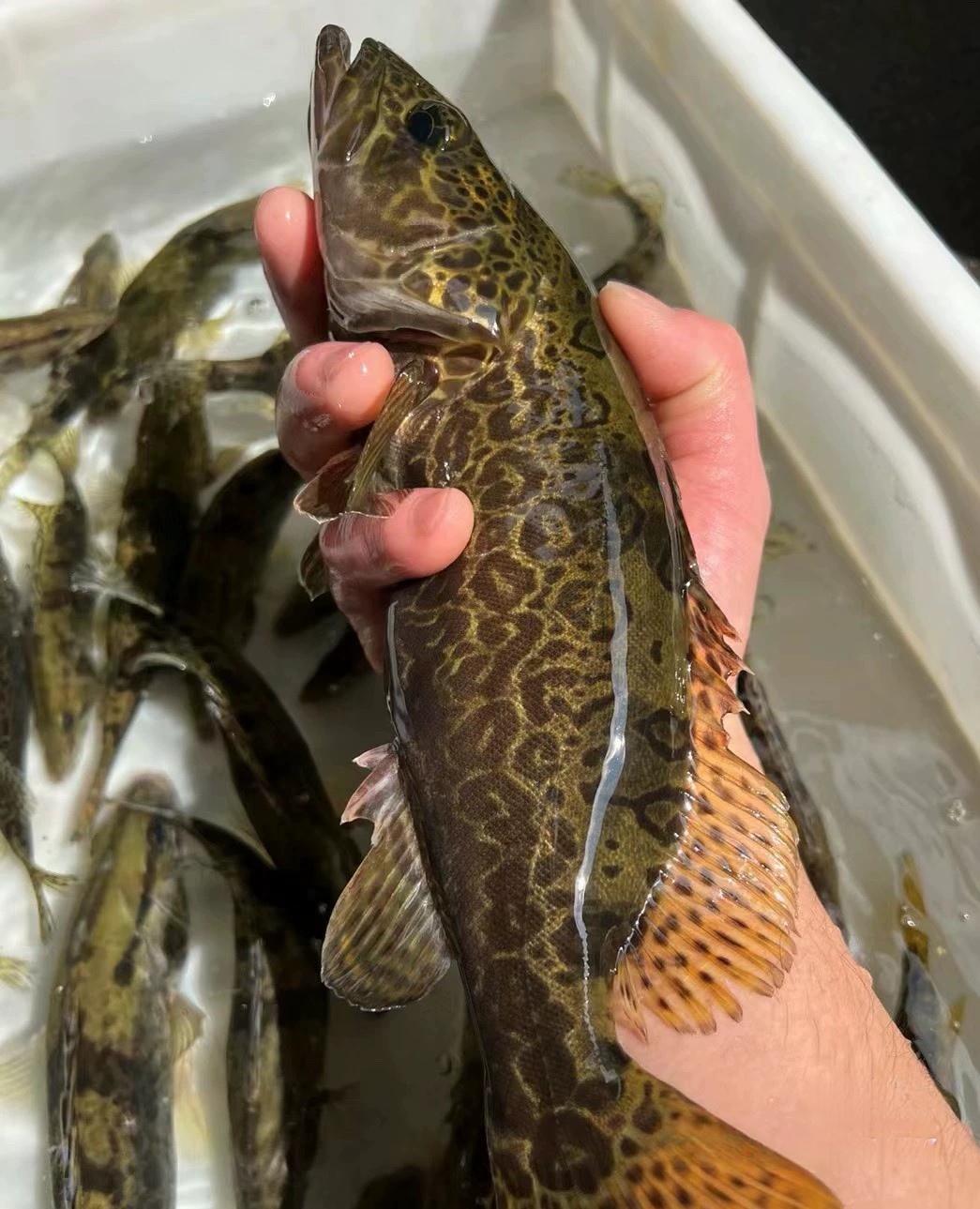 观赏斑鳜鱼公母搭配淡水冷水鱼凶猛鱼