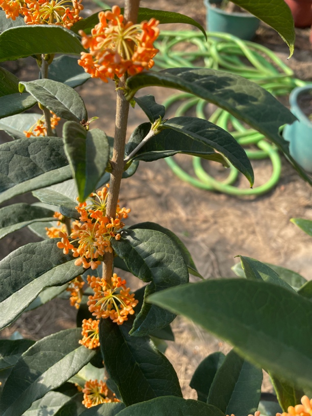 新品种红花四季丹