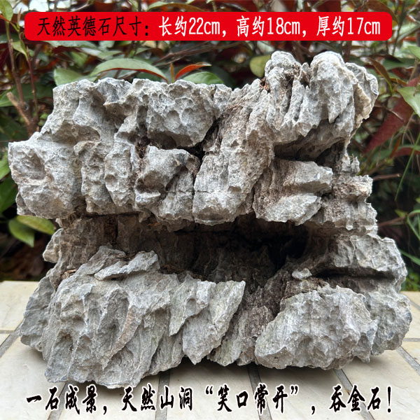 精品青龙石英德石附树石抱树石水陆鱼缸盆景家居摆件石微景观