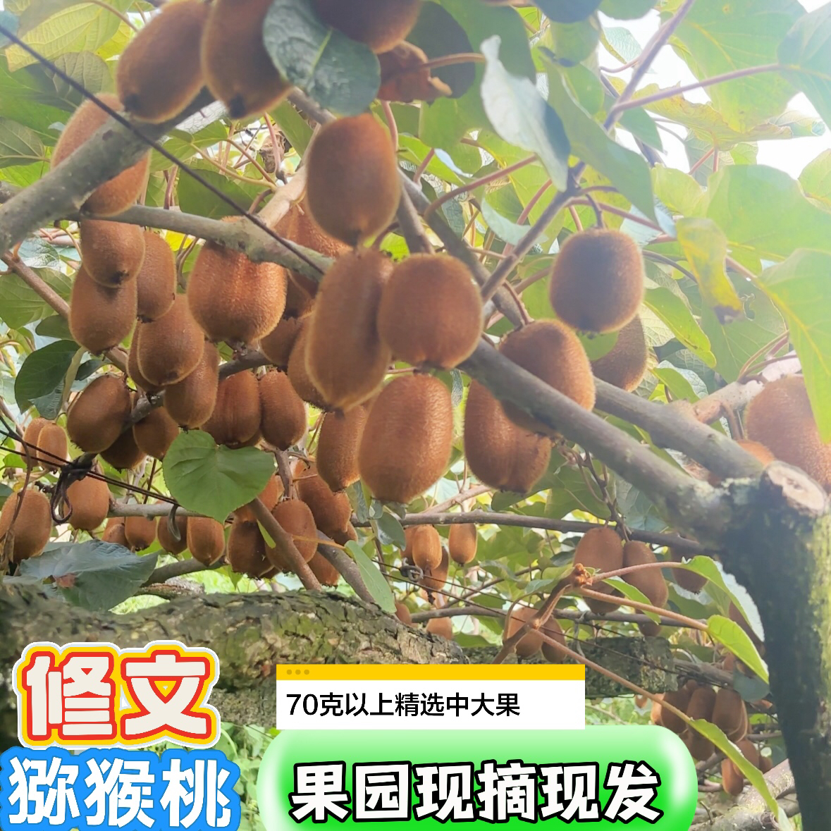 修文猕猴桃贵长猕猴桃