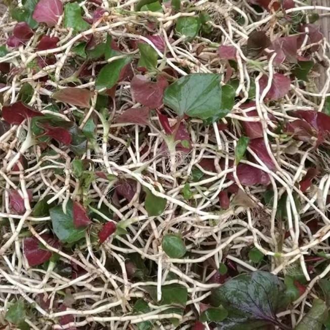 重庆彭水 农村折耳根 野葱 盐须