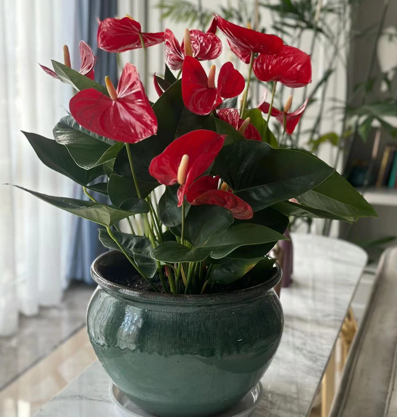 【李先生】红掌（菲力西塔）~室内高档观赏盆栽 （原盆原土）