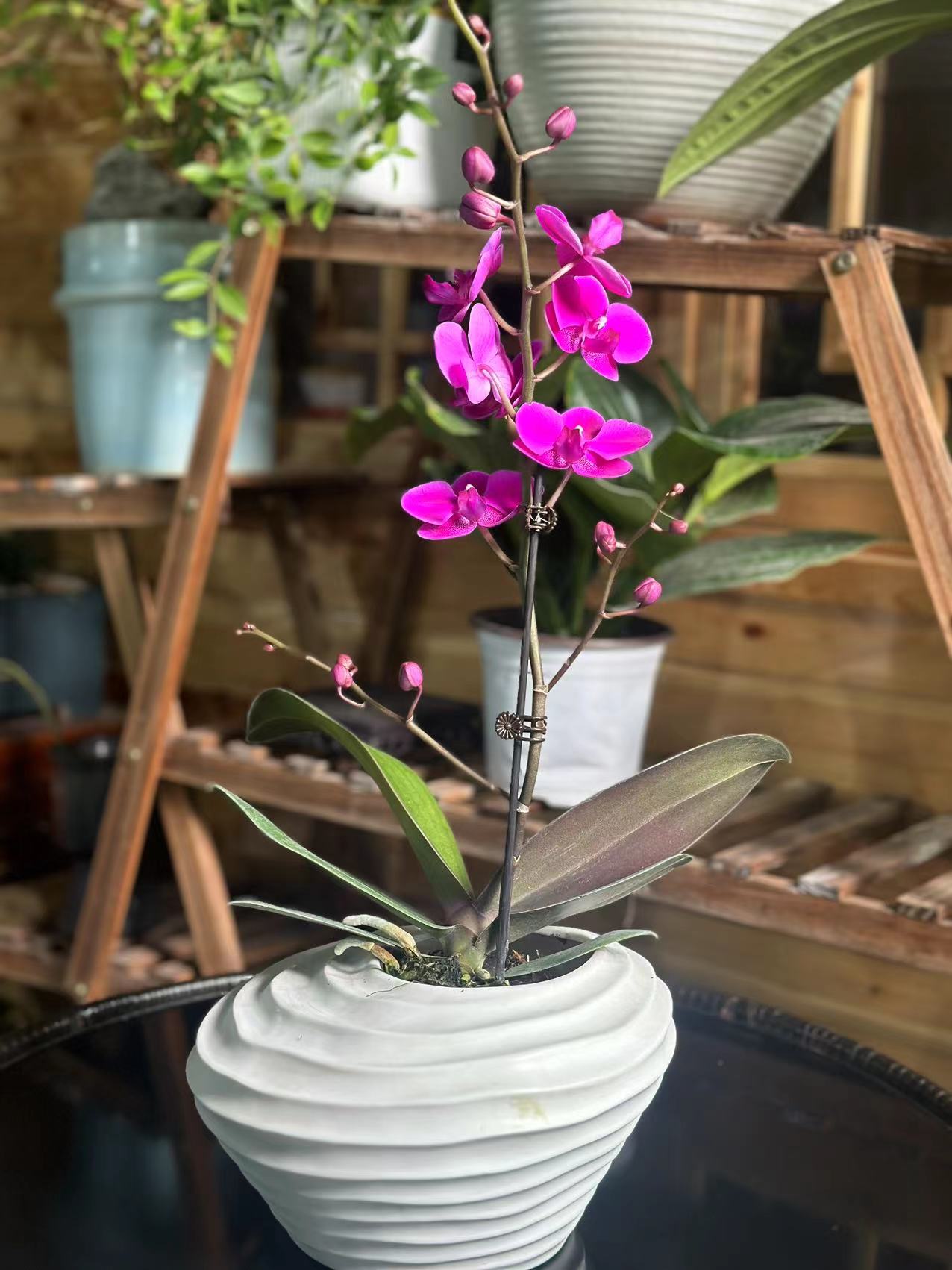  【李先生】满天红~蝴蝶兰带花发货原盆原土发货