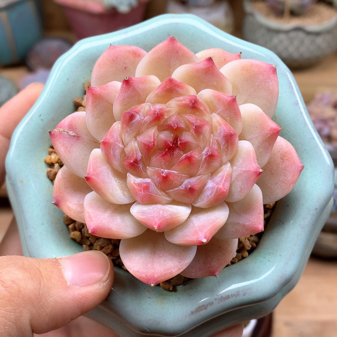 秘境冰魄一物一拍满38包邮