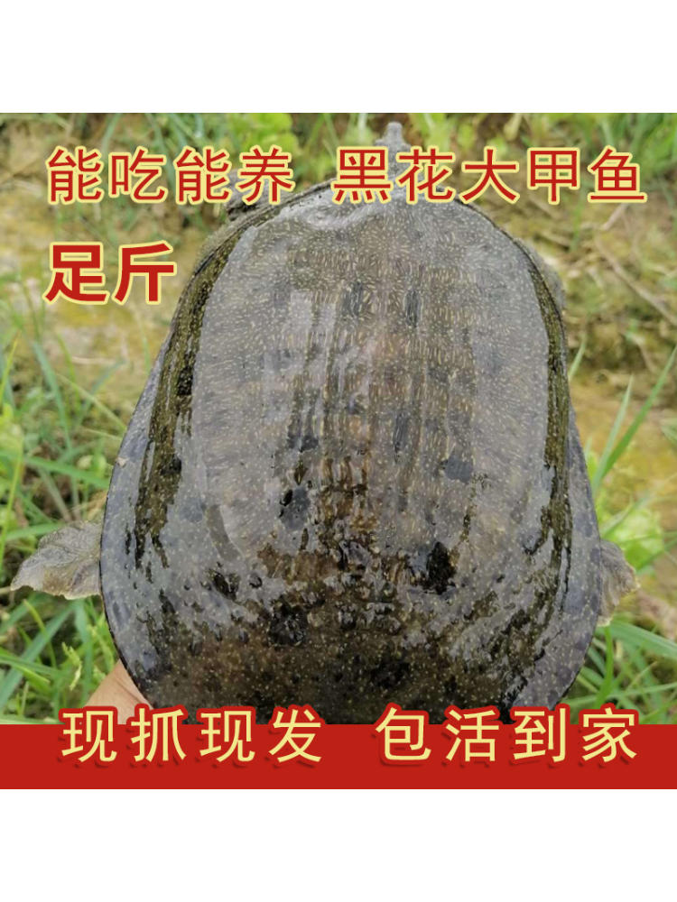 834（1只装 重量3.0斤-3.5斤） 青黑背大甲鱼 顺丰包邮 死了包赔