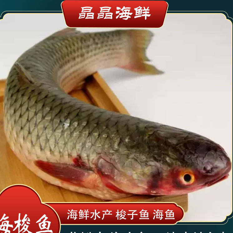 【小号海梭鱼】新鲜海梭鱼纯海鱼梭子鱼海捕鲜鱼