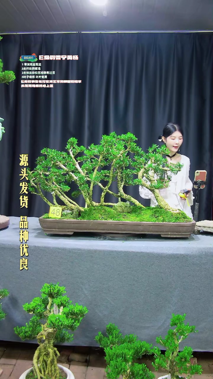 【闪购商品】雀舌黄杨盆景雀舌黄杨盆景