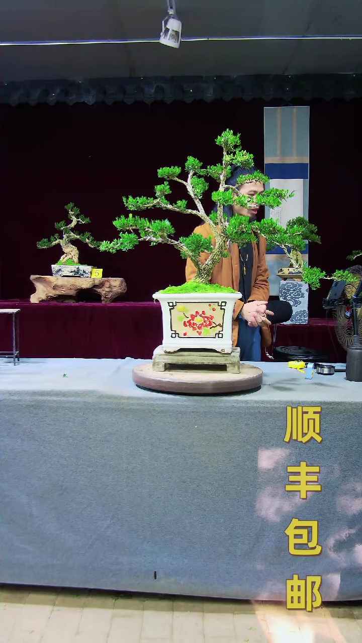 【闪购商品】黄杨盆景黄杨盆景