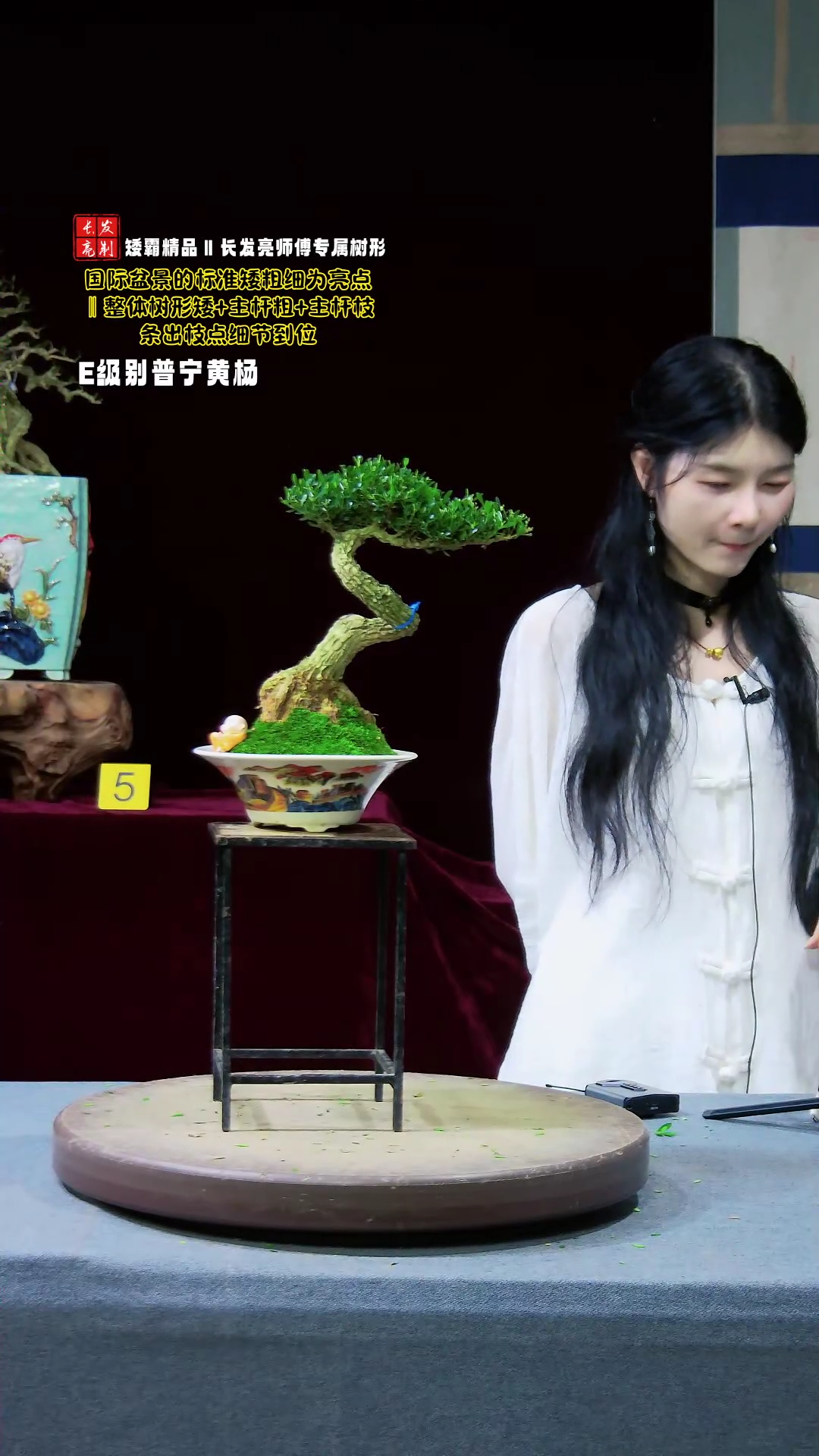 【闪购商品】黄杨盆景黄杨盆景