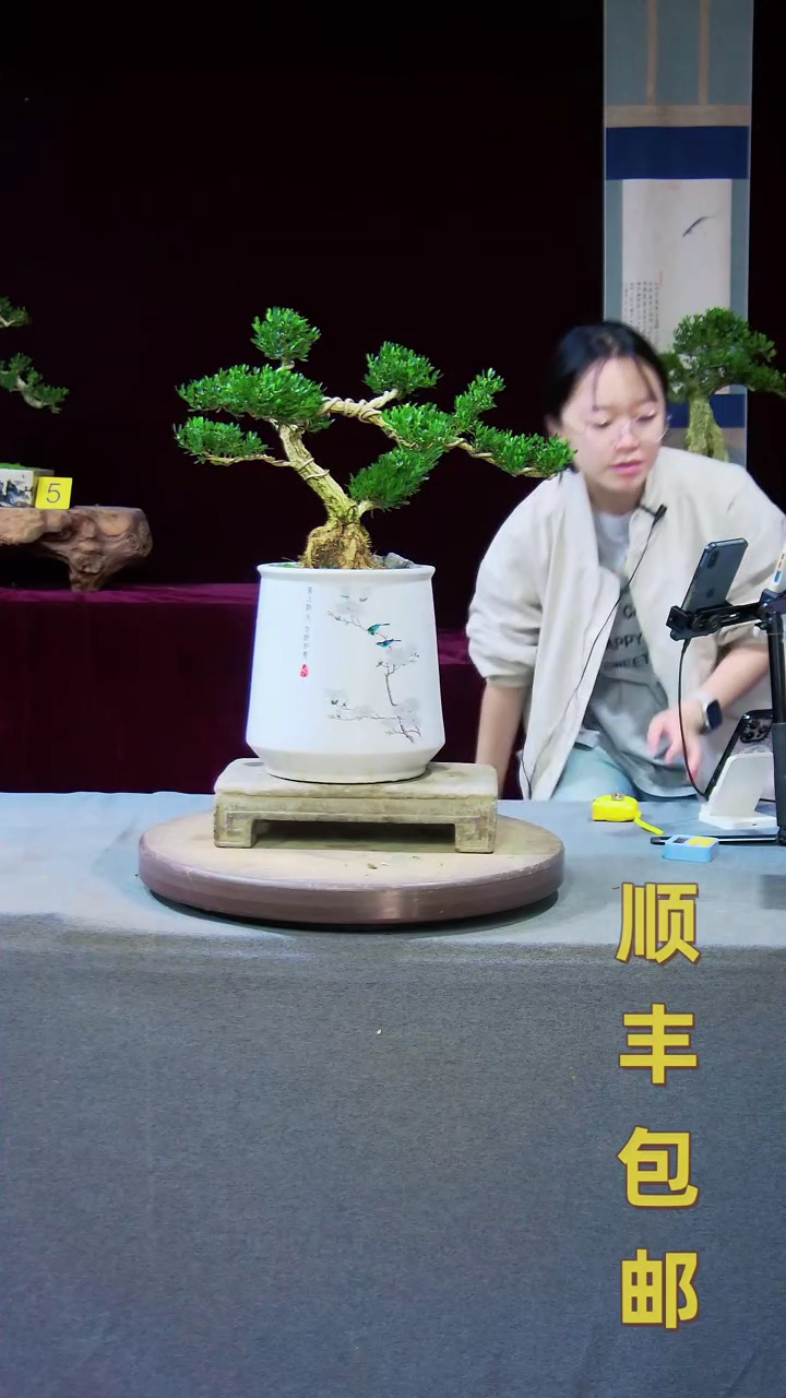 【闪购商品】黄杨盆景黄杨盆景