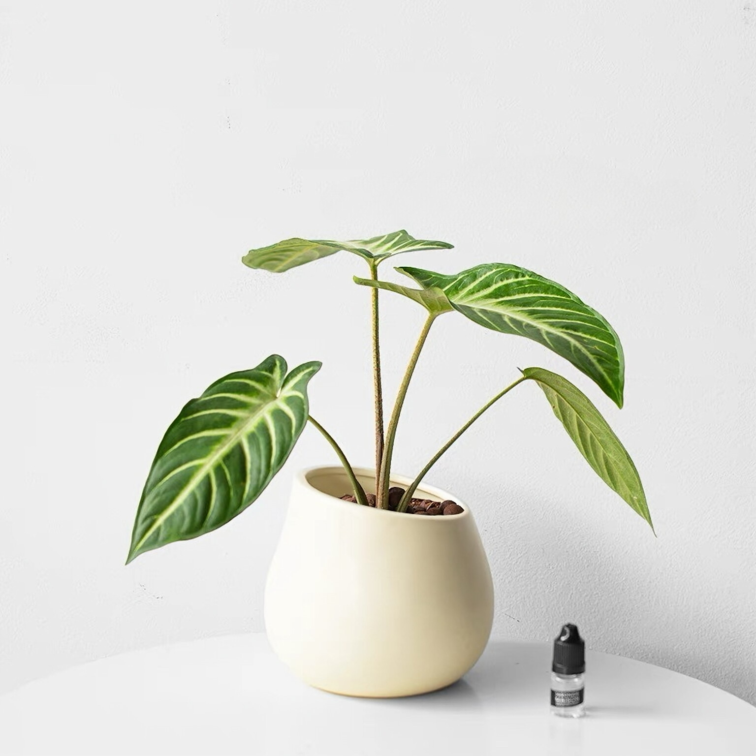 流光千年芋网红室内绿植桌面观叶植物四季常青百搭盆栽观叶植物