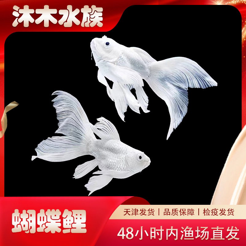 蝴蝶鲤 白贵妃13-15cm*2