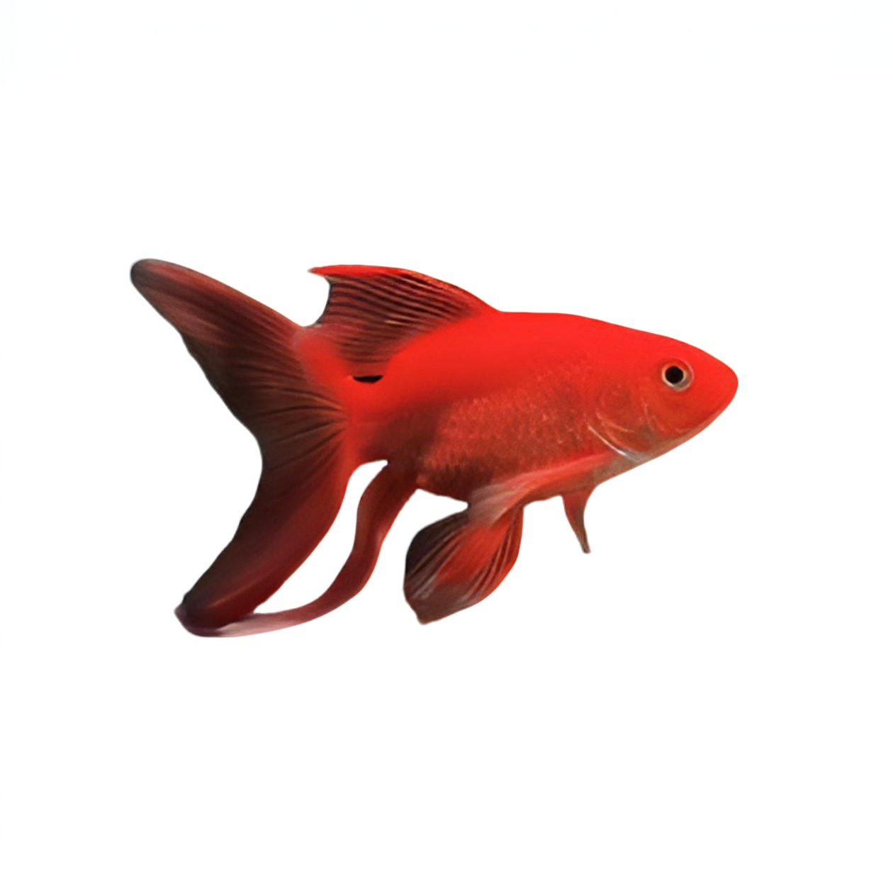 （红）短身蝴蝶鲤15-17cm*1