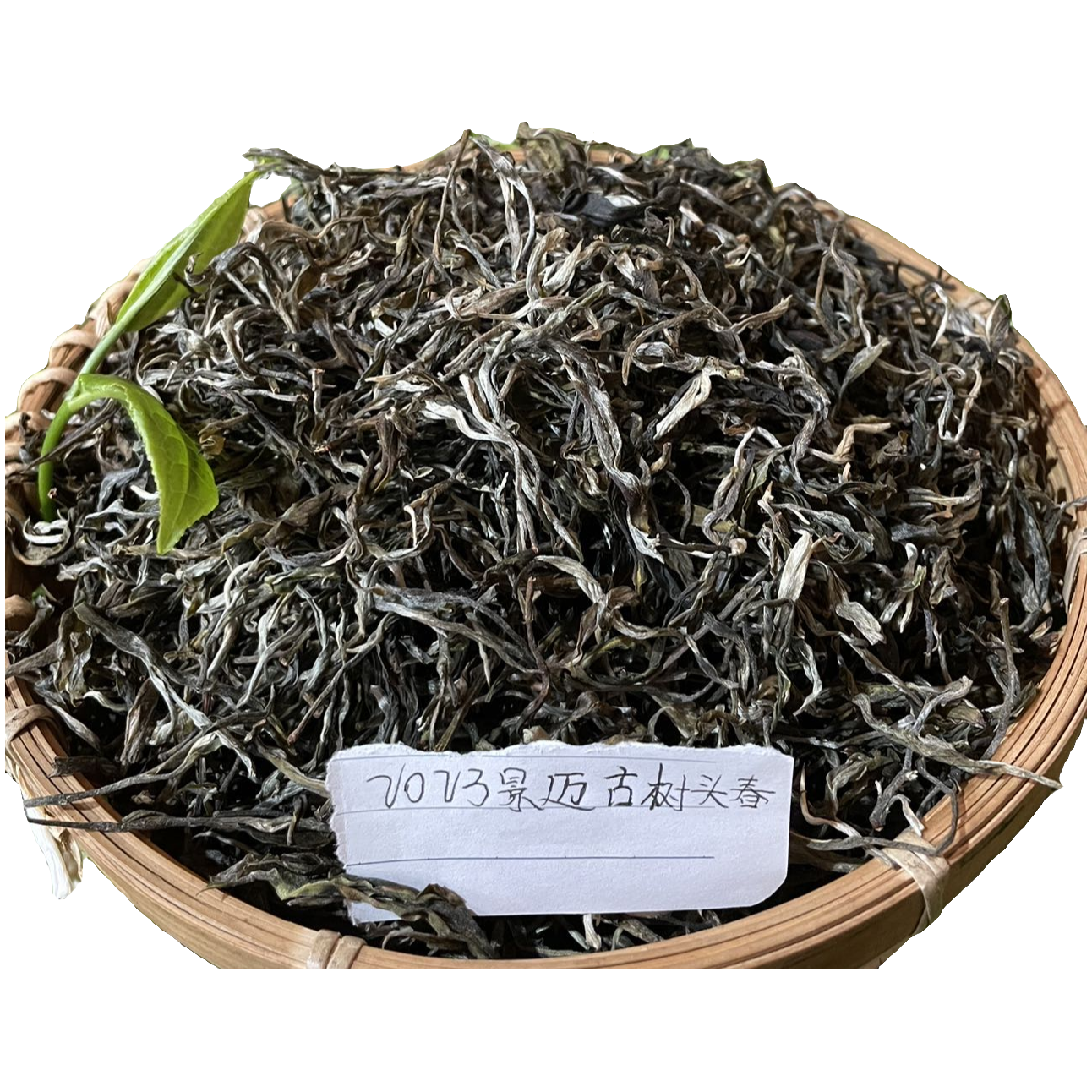2023景迈细腻古树头春生茶（700年左右树龄）香气试饮