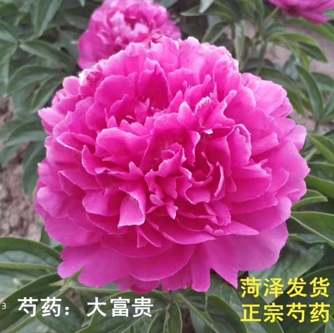 芍药花苗观赏重瓣绿植秋冬种植花根耐寒大花精品发货大富贵