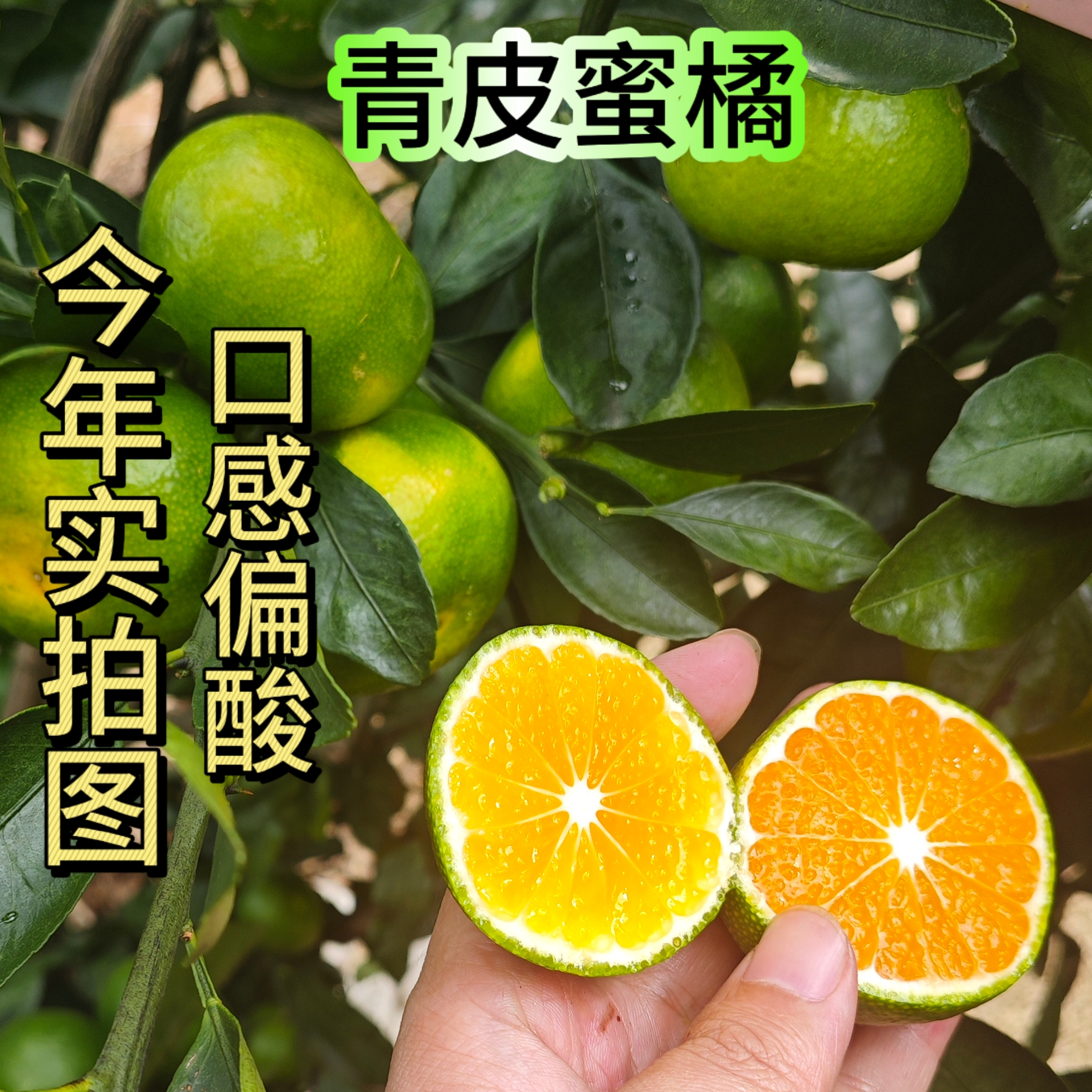 青皮蜜桔爆汁偏酸云南特早熟孕妇水果整箱新鲜发货l