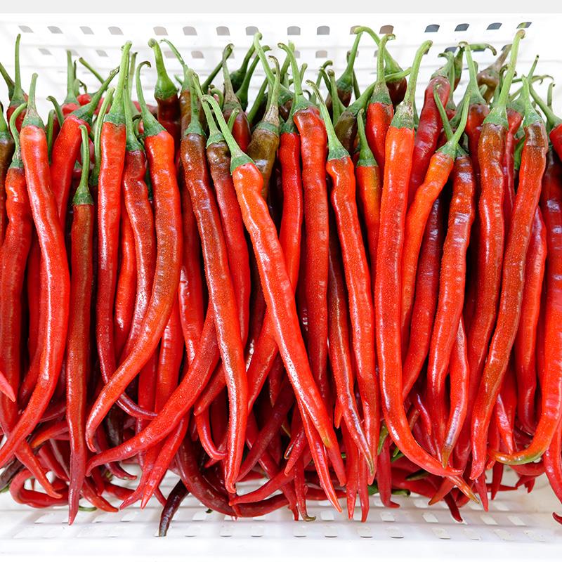 川红辣椒新鲜红荆条薄皮贵州红线椒农家自种泡椒剁椒酱料