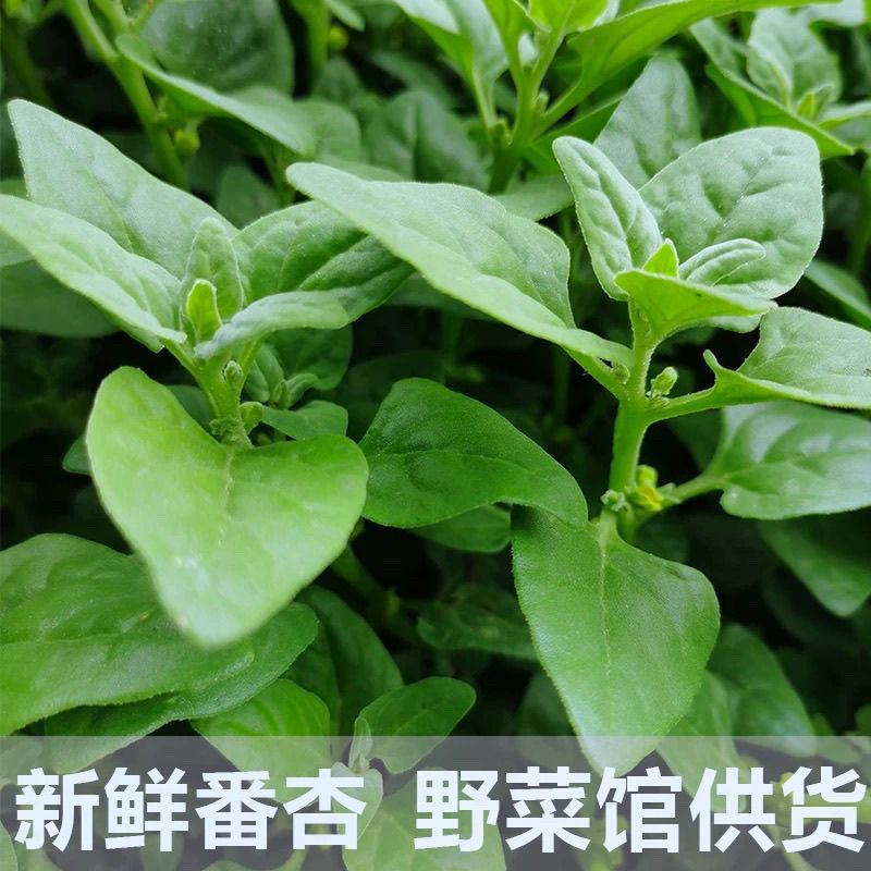新鲜现摘番杏 野菠菜法国新西兰菠菜 生菜沙拉火锅食材野菜馆500g