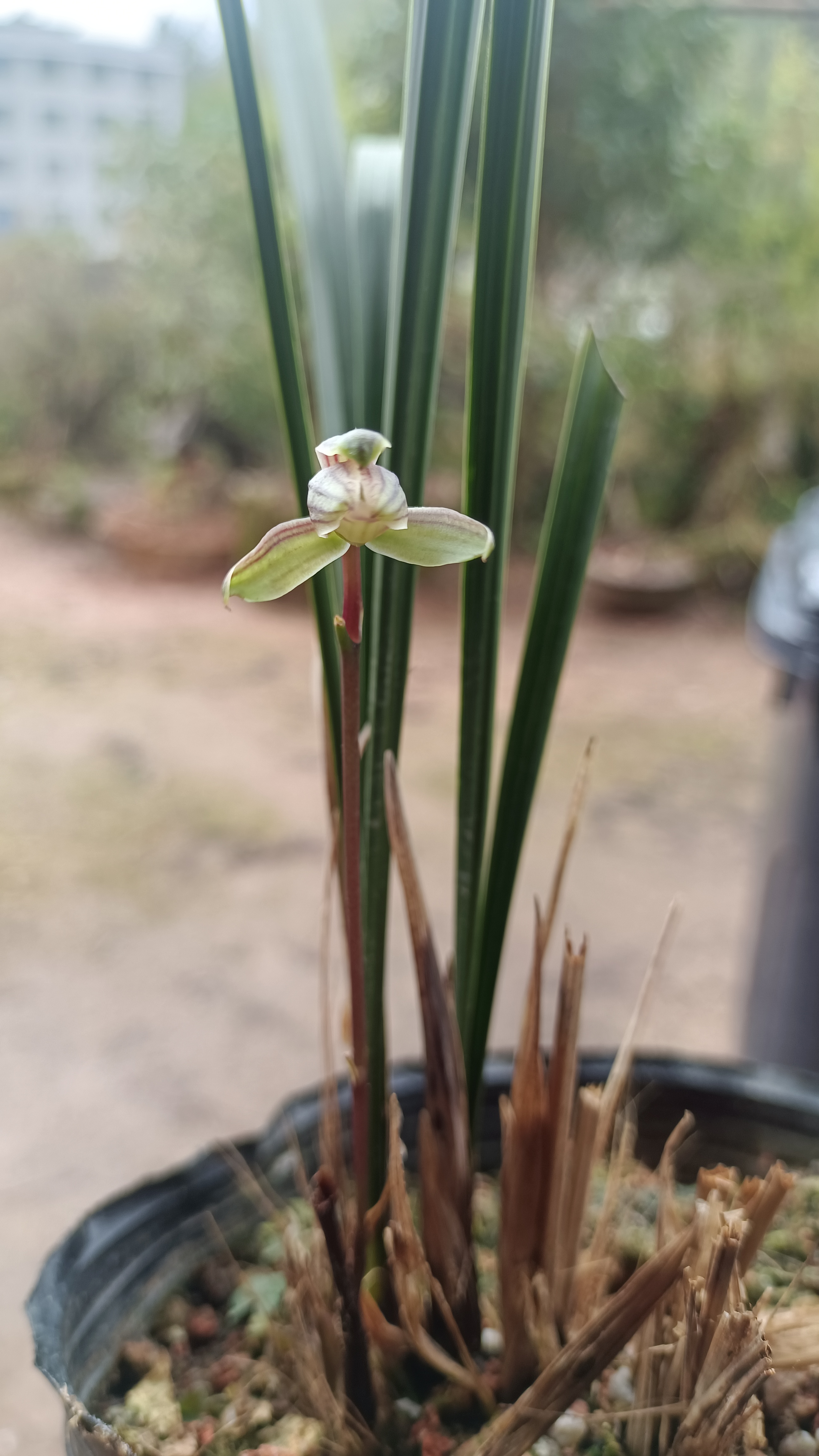 寒兰带花苞，兰花直播，一物一拍