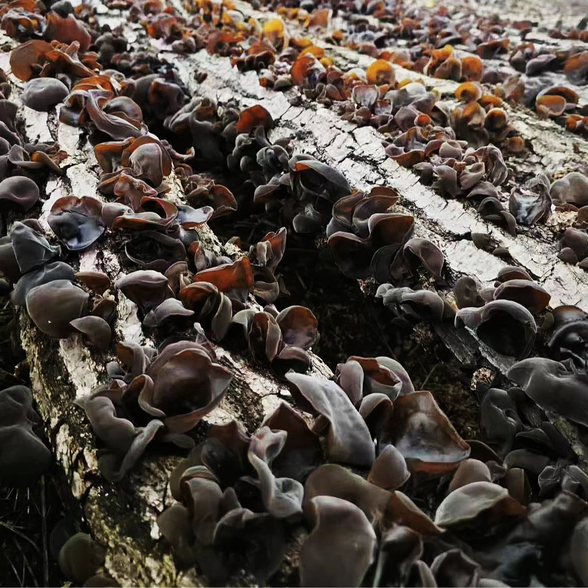 东北深山柞木段木耳 可试吃50克 肉厚农家土特产黑木耳头茬秋木耳