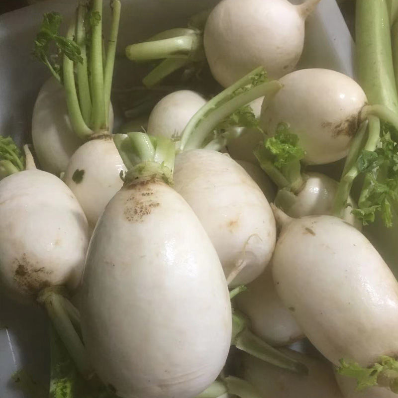 【顺丰】苏北农家白萝卜红萝卜新鲜现挖白皮红皮白心萝卜